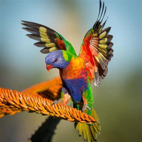 Rainbow Lorikeet Pretty Birds Best Pet Birds Tropical Birds