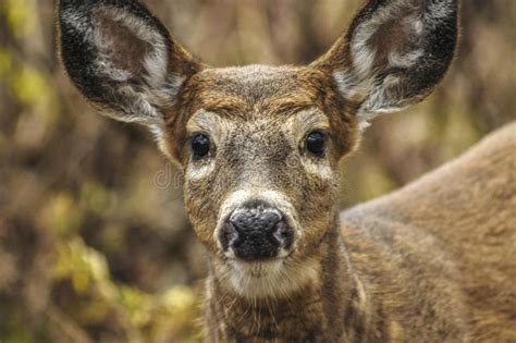 Head Shot Of A Whitetail Deer Odocoileus Virginianus At Five Stock