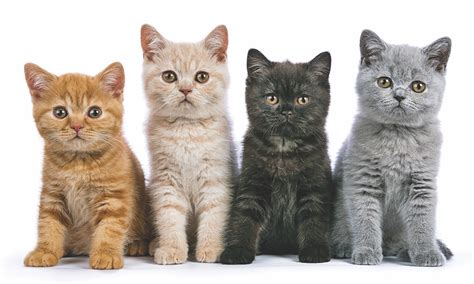 Cat Colors And Personalities Catwatch Newsletter