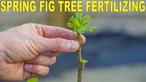 Fertilizing Figs In Spring Get Your Fig Trees Off On The Right Foot