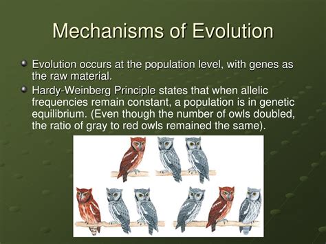 Ppt Chapter 15 Evolution Powerpoint Presentation Free Download Id
