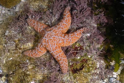 Pisaster Ochraceus Ochre Star Found At Carmel Pt Monte Flickr