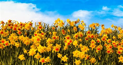 Nature Daffodil Hd Wallpaper