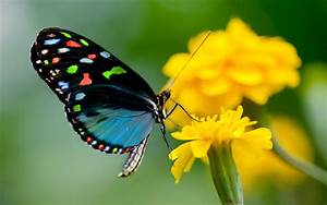 Butterfly, On, Yellow, Flowers, So, Nice, Images, Hd, Wallpapers
