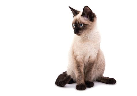 Royalty Free Siamese Cat Pictures Images And Stock Photos Istock