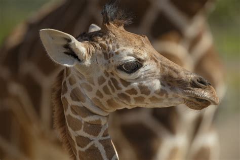 This Baby Giraffe At San Diego Zoo Safari Park Is Sure To Brighten Up