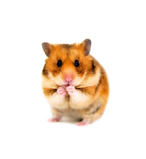 Premium Photo Hamster Look At Camera And Eating