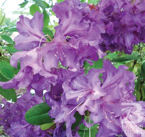 Rhododendron ‘purple Passionpp9981 Briggs Nursery