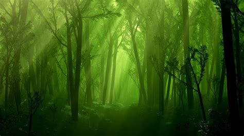 Enchanted Dark Forest Wallpaper Backiee