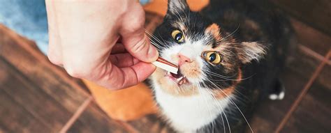 While it is natural to want to give your cat new and interesting foods, this practice can come with negative consequences.</p> <p>can cats eat spicy foods? What can or can't cats eat? | TrustedHousesitters.com