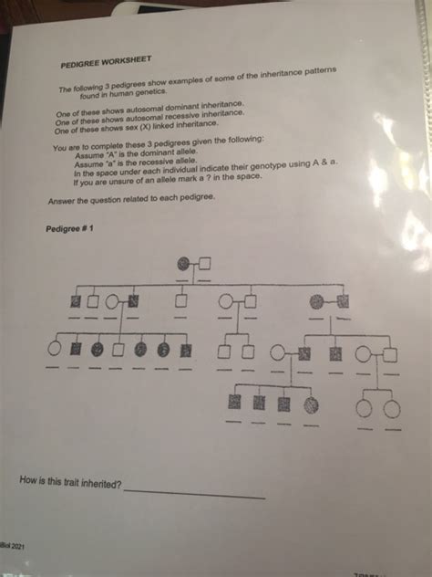 Some of the worksheets for this concept are name class pedigree work, interpreting a human pedigree use the pedigree below to, pedigree work a answer key, pedigree work a answer key, pedigree work answer key, studying pedigrees activity answer key. Solved: PEDIGREE WORKSHEET The Following 3 Pedigrees Show ...