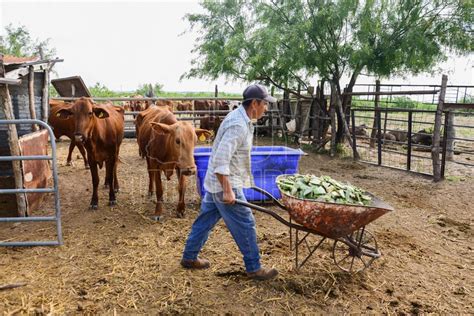 Hoy Tamaulipas Impulsara Nuevo Laredo La Actividad Agropecuaria