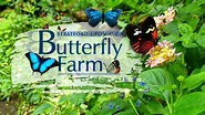 Stratford Butterfly Farm Visit - Stratford Upon Avon - YouTube