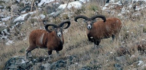 The Endangered Armenian Mouflon Art A Tsolum