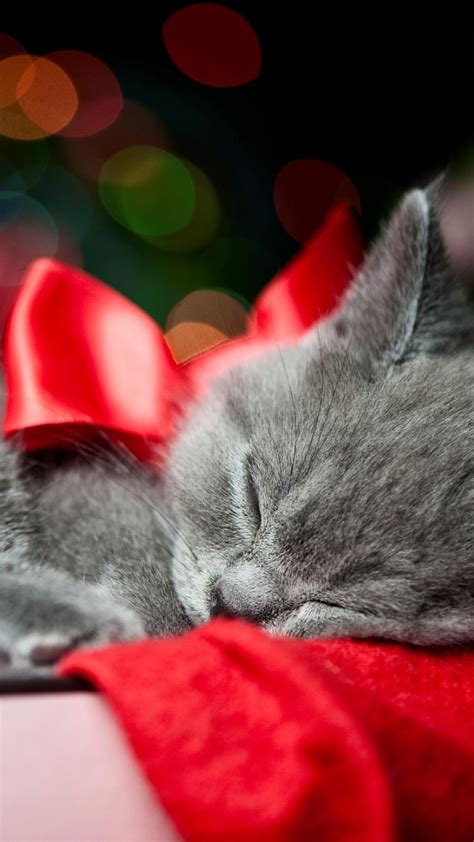 Valentine Cats Wallpaper 58 Images