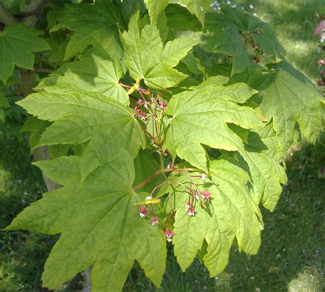 Free for commercial use no attribution required high quality images. Acer circinatum - Wikipedia