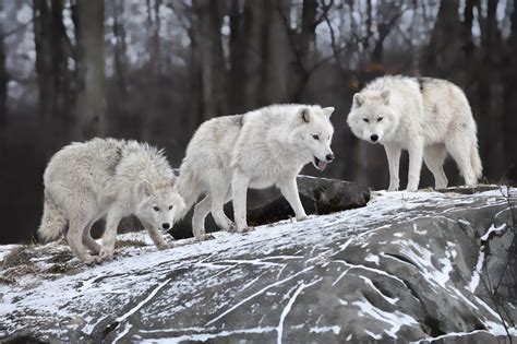 Three White Wolves Animals Wolf Snow Rock Hd Wallpaper Wallpaper