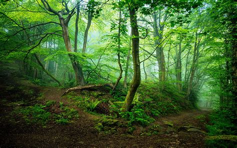 Fonds Decran Royaume Uni Forêts Two Dales Nr Matlock Arbres Le Tronc