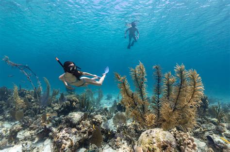 Best Snorkeling In The Bahamas Nassau Resoluteness Solutions Info