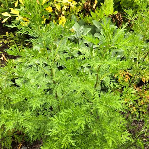 Einjähriger Beifuß Artemisia annua Chinesische Heilpflanze gegen Krebs