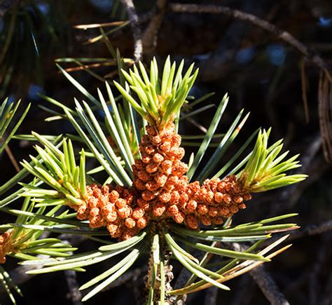 Pinyon Pine Pinus Edulis Pinon Pine Cones Photograph Of Photo Of Image Of