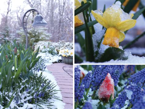 Snow Over Spring Flowers Longfield Gardens