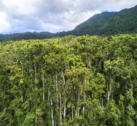 Tropical Rainforest Canopy Stock Image C0556608 Science Photo
