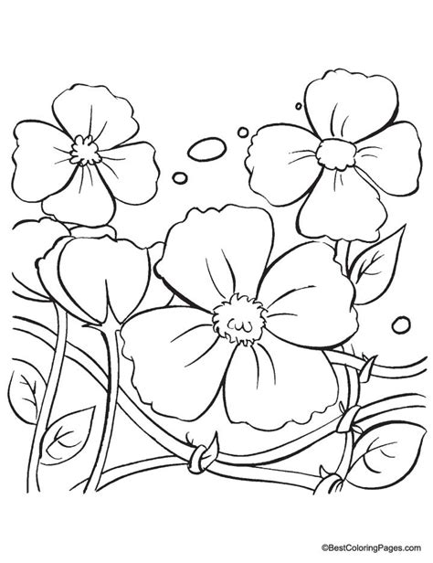 Golden Poppy Coloring Page