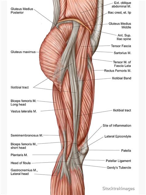 Leg Muscle Diagram Side View Calf Muscle Anatomy Chart Lewisburg District Umc Tillthelove