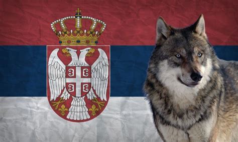 National Animal Of Serbia Helpful Content Foreign Lingo