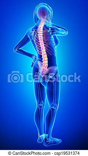 3d Rendered Illustration Of Female Back Pain Anatomy Canstock