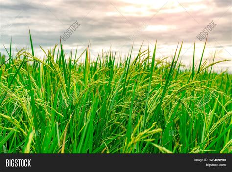 Green Rice Paddy Field Image And Photo Free Trial Bigstock