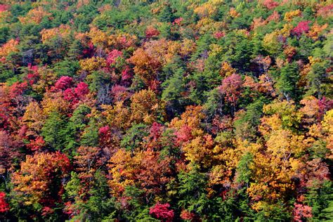 The Best Fall Foliage In Georgia Can Be Seen On This Road Trip Fall