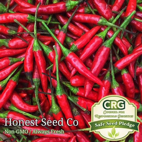 40 Thai Hot Pepper Seeds Honest Seed Co
