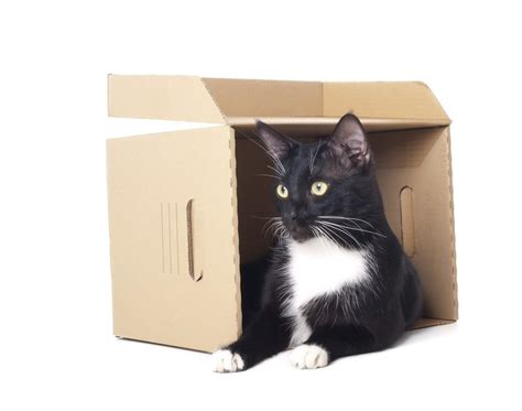 For the most part the dogs have already adjusted well, but the cat not so much. Tips For Moving with Your Cat
