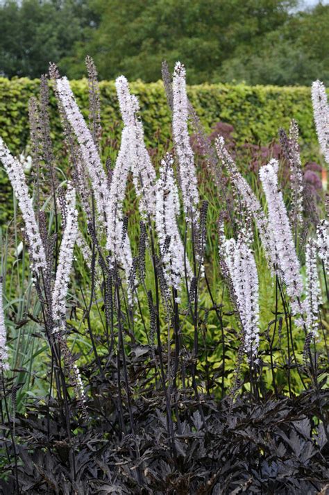 Actaea Simplex Atropurpurea Group Andjames Comptonand Baneberry Andjames