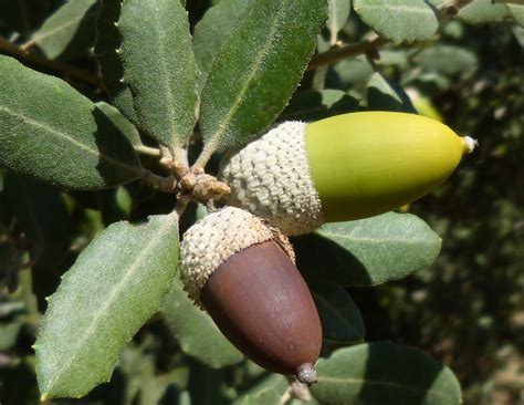 Quercus Ilex O Encina Manchega Todo Sobre Este Rbol