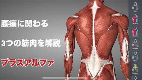 腰痛に関係する4つの筋肉を解説してみた Youtube