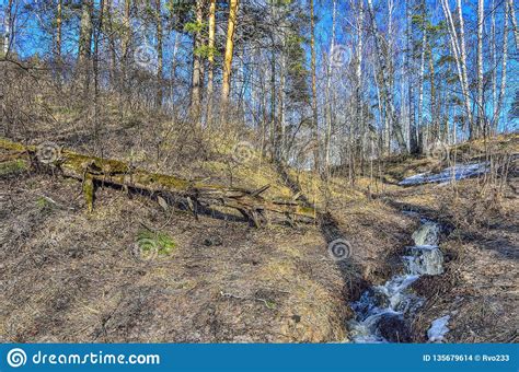 Early Spring Landscape In Forest With Melting Snow And Brooks Stock