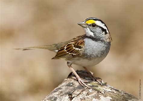 Wwc Bird Crew Blog Bird Profile White Throated Sparrow