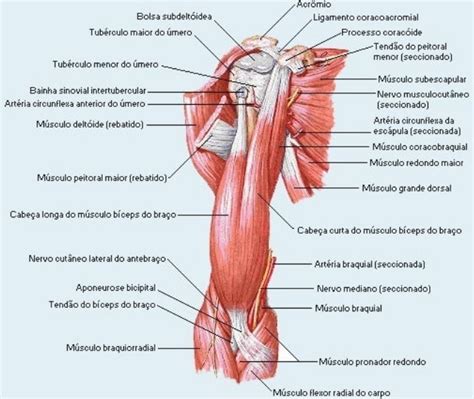 Músculos do Braço Antebraço e Mão Membros superiores