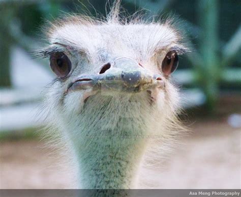 Silly Ostrich by AsaMengPhotography on DeviantArt