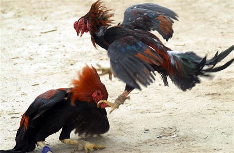 A Pair Of Fighting Cocks Do Battle During A Cock Fight