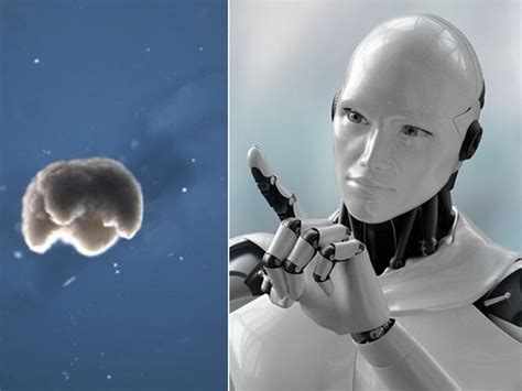 Worlds First Living Robots Can Now Reproduce Scientists Say Bnlpulse