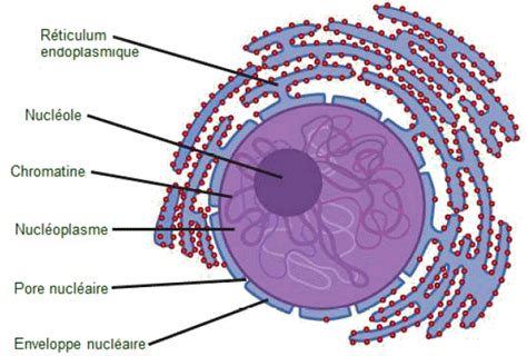 La Cellule Vivante