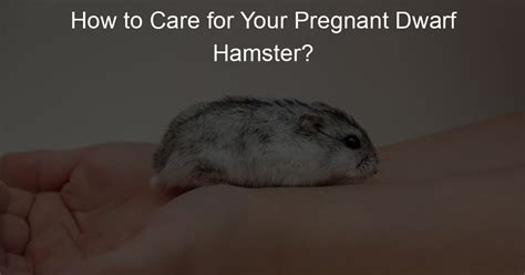 How To Care For Your Pregnant Dwarf Hamster Lil Hamster Love