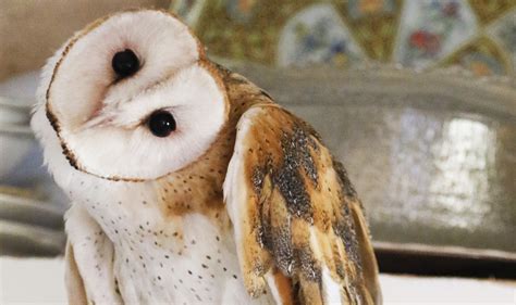 Shocking Ideas Of Barn Owl Ideas Loexta
