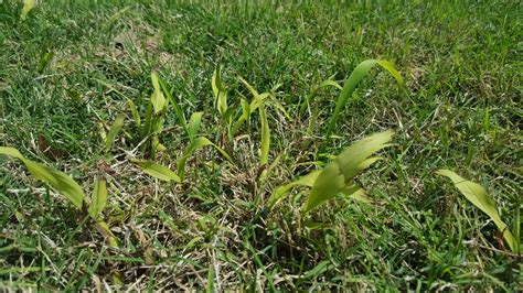 Grass And Weed Id Help Please Lawnsite Is The Largest And