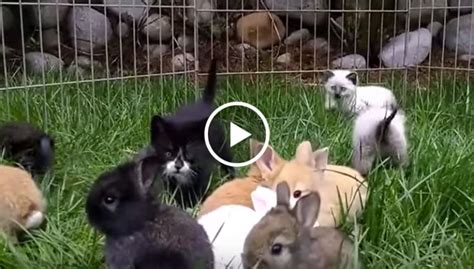 Cute Tiny Kittens Playing With Baby Bunnies Baby Animals