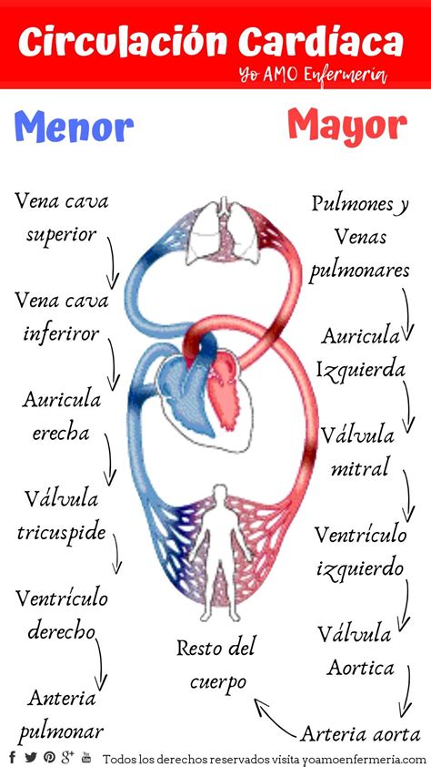 Circulacion Cardiaca Anatomia Y Fisiologia Humana Anatomia Anatomia Images Porn Sex Picture